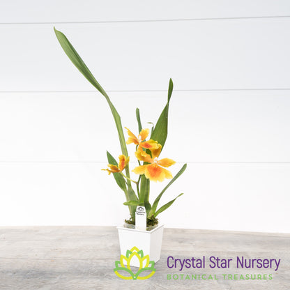 Oncostelopsis Brazilian Sun 'Samba' (H992)