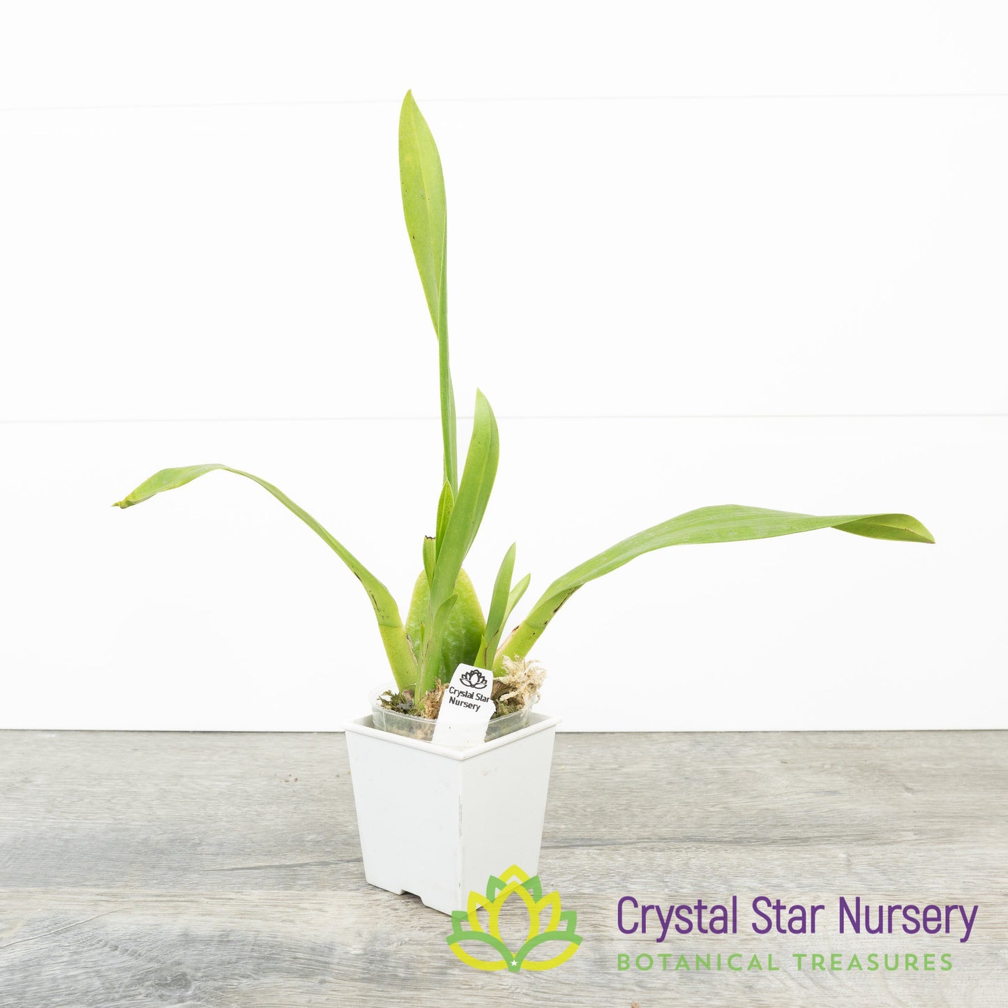 Oncostelopsis Fran's Jewels 'Brilliant' (H037)