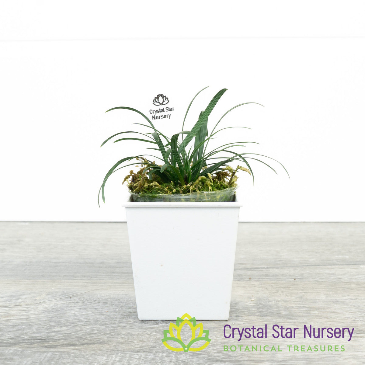 Ophiopogon Japonicus &#39;Nana&#39; - Dwarf Mondo Grass
