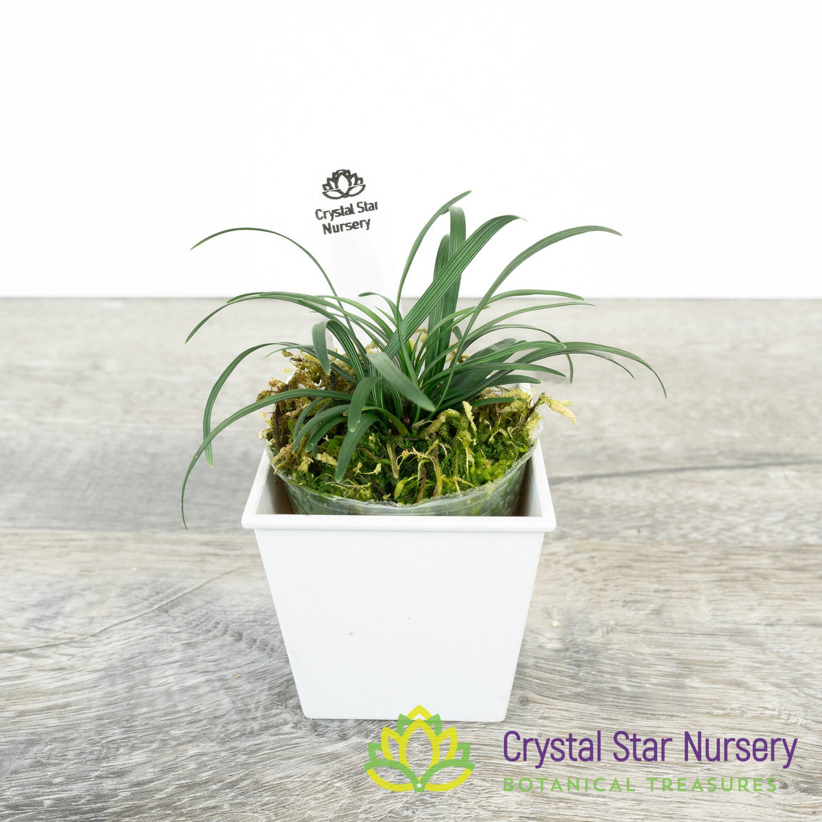 Ophiopogon Japonicus &#39;Nana&#39; - Dwarf Mondo Grass