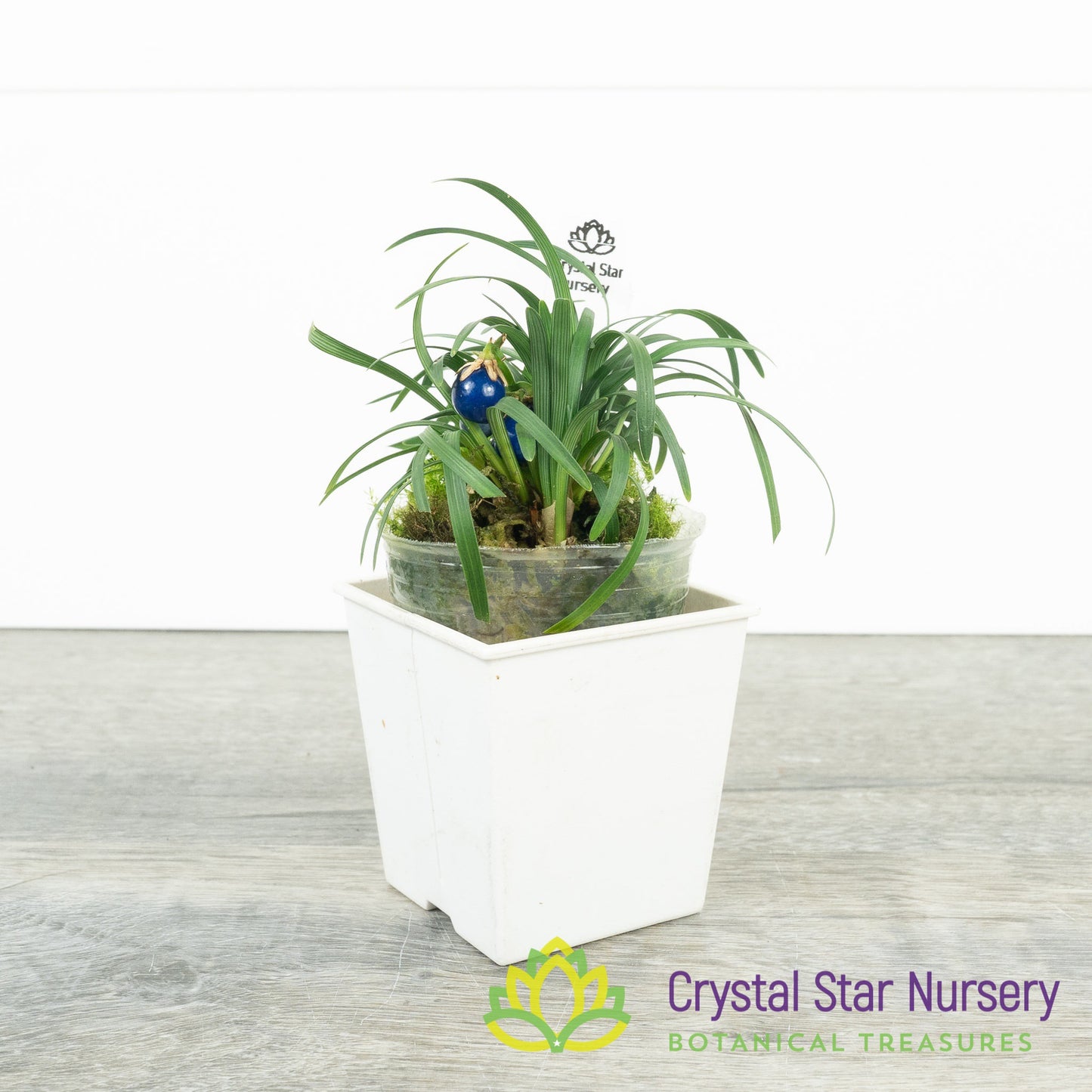 Ophiopogon Japonicus 'Nana' - Dwarf Mondo Grass