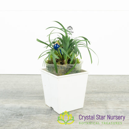 Ophiopogon Japonicus 'Nana' - Dwarf Mondo Grass