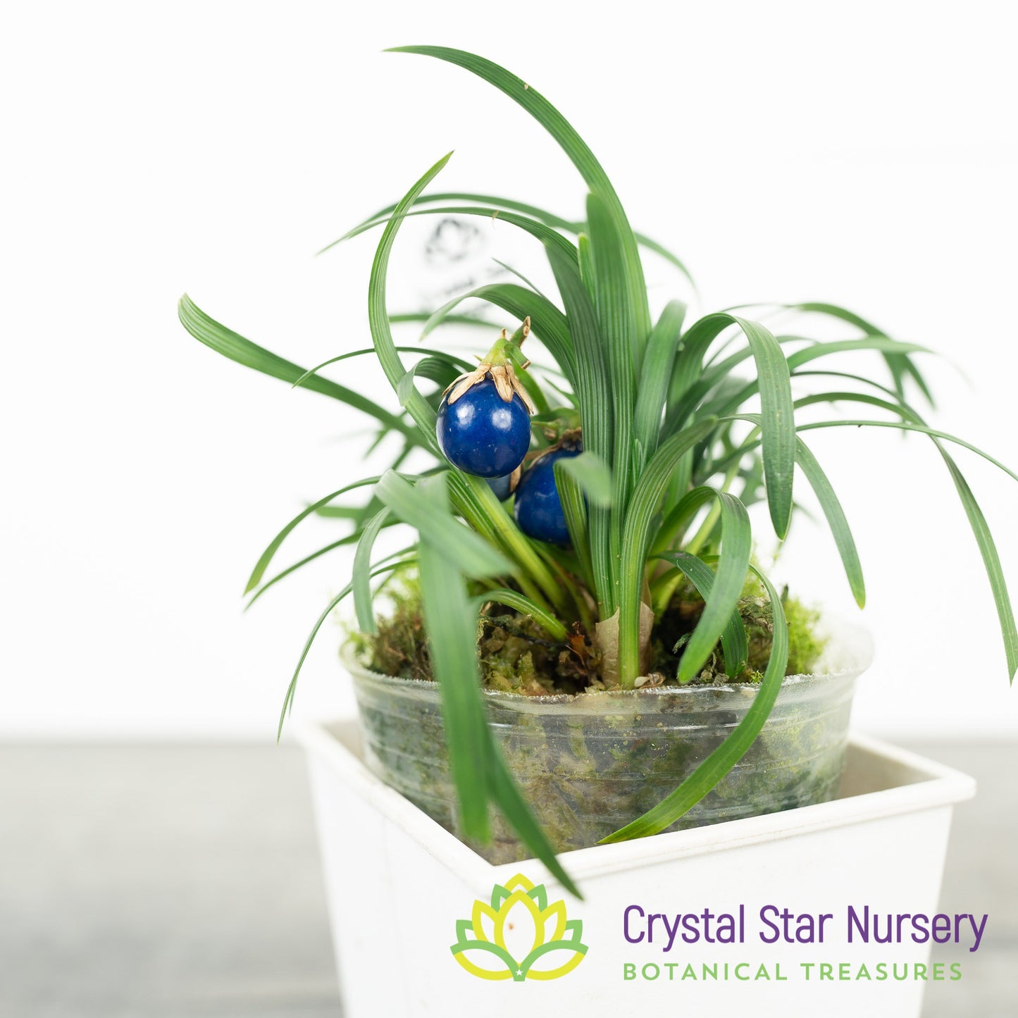 Ophiopogon Japonicus 'Nana' - Dwarf Mondo Grass