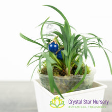 Ophiopogon Japonicus 'Nana' - Dwarf Mondo Grass
