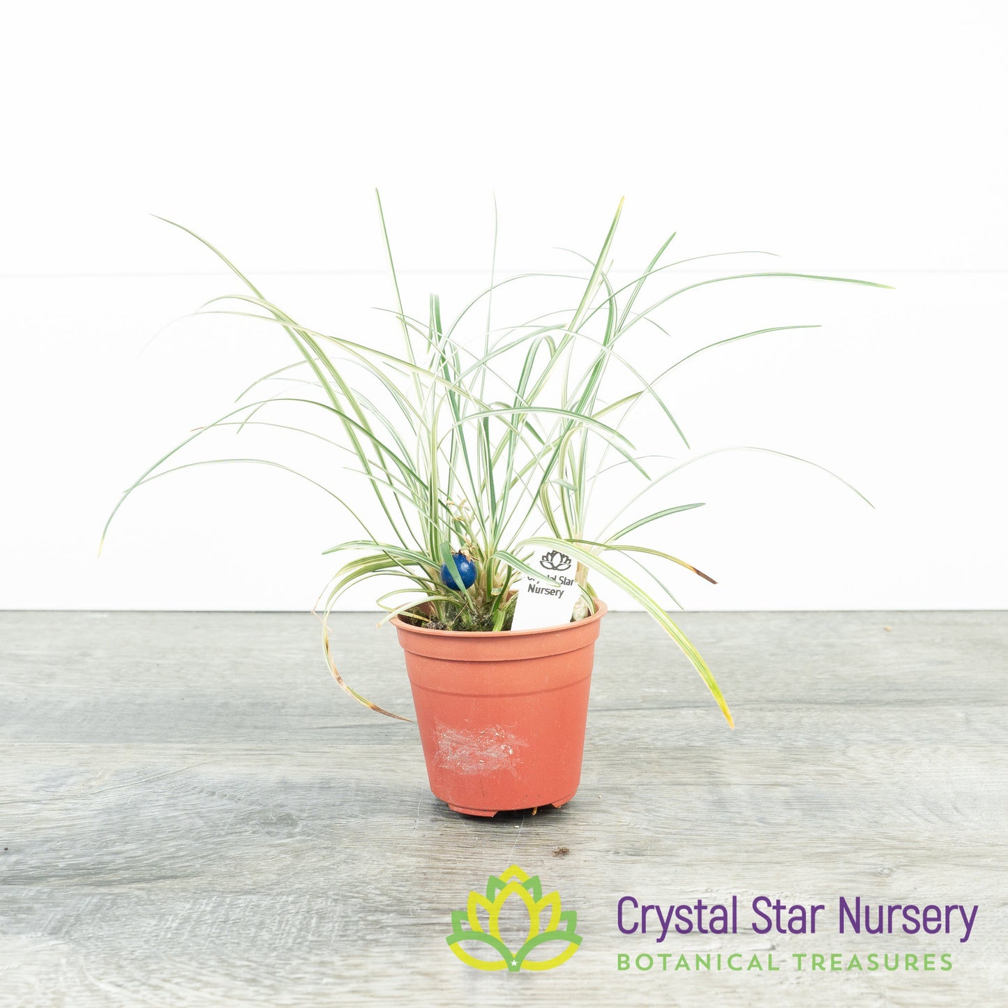Ophiopogon planiscapus Variegated