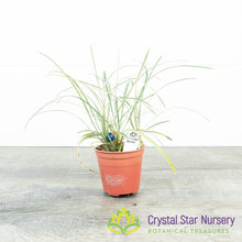 Ophiopogon planiscapus Variegated