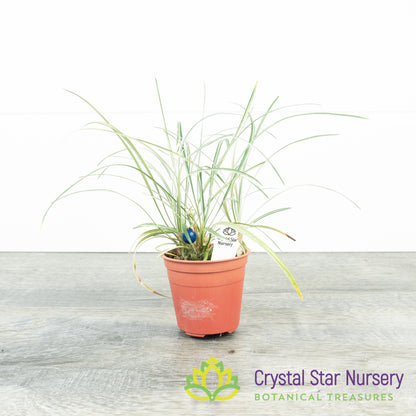 Ophiopogon planiscapus Variegated