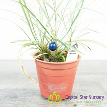 Ophiopogon planiscapus Variegated