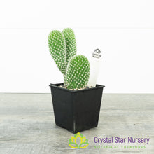Opuntia Microdasys