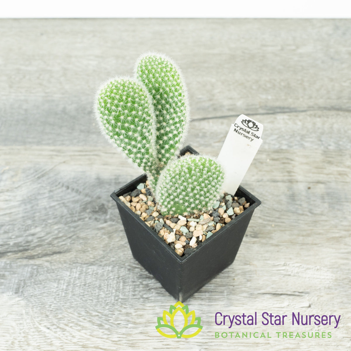 Opuntia Microdasys