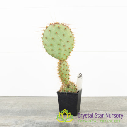 Opuntia Santa-rita