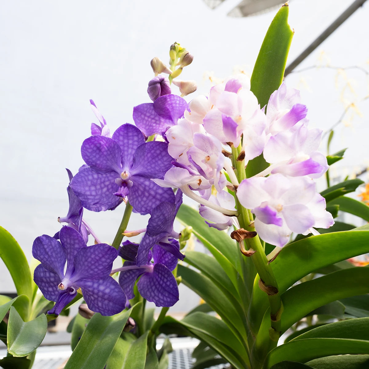 Crystal Star Nursery