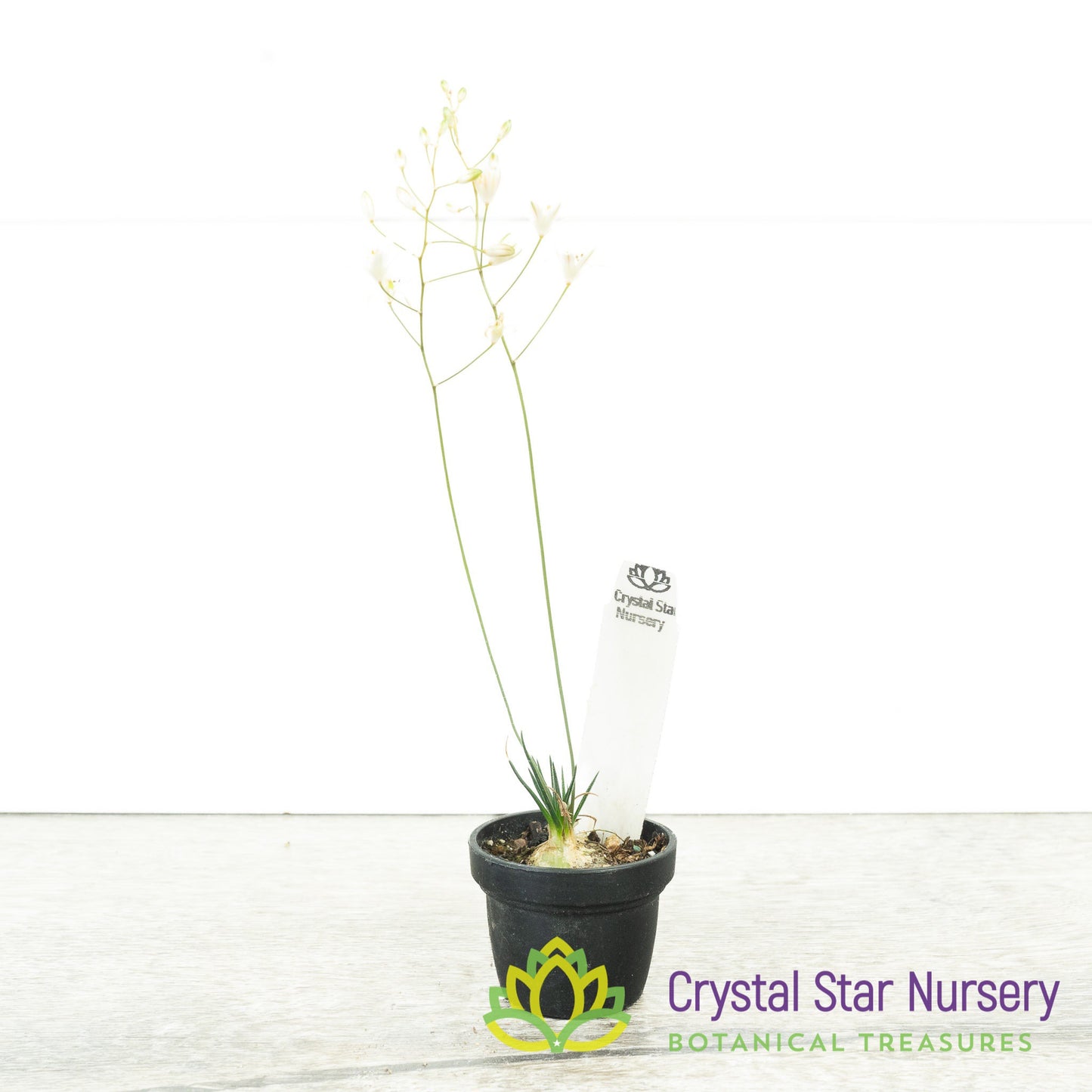 Ornithogalum sardienii