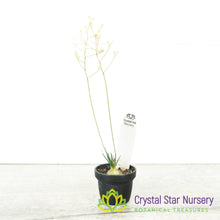 Ornithogalum sardienii