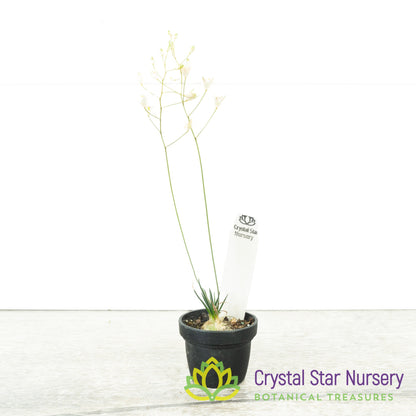 Ornithogalum sardienii