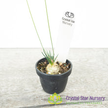 Ornithogalum sardienii
