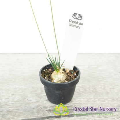 Ornithogalum sardienii
