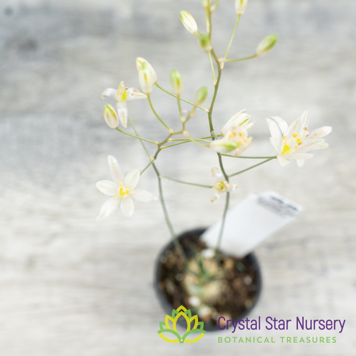 Ornithogalum sardienii