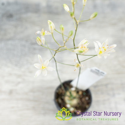 Ornithogalum sardienii