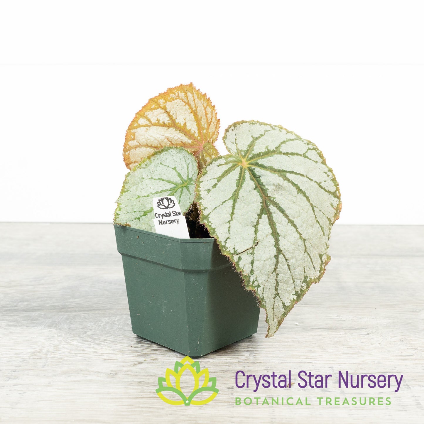 Begonia U400