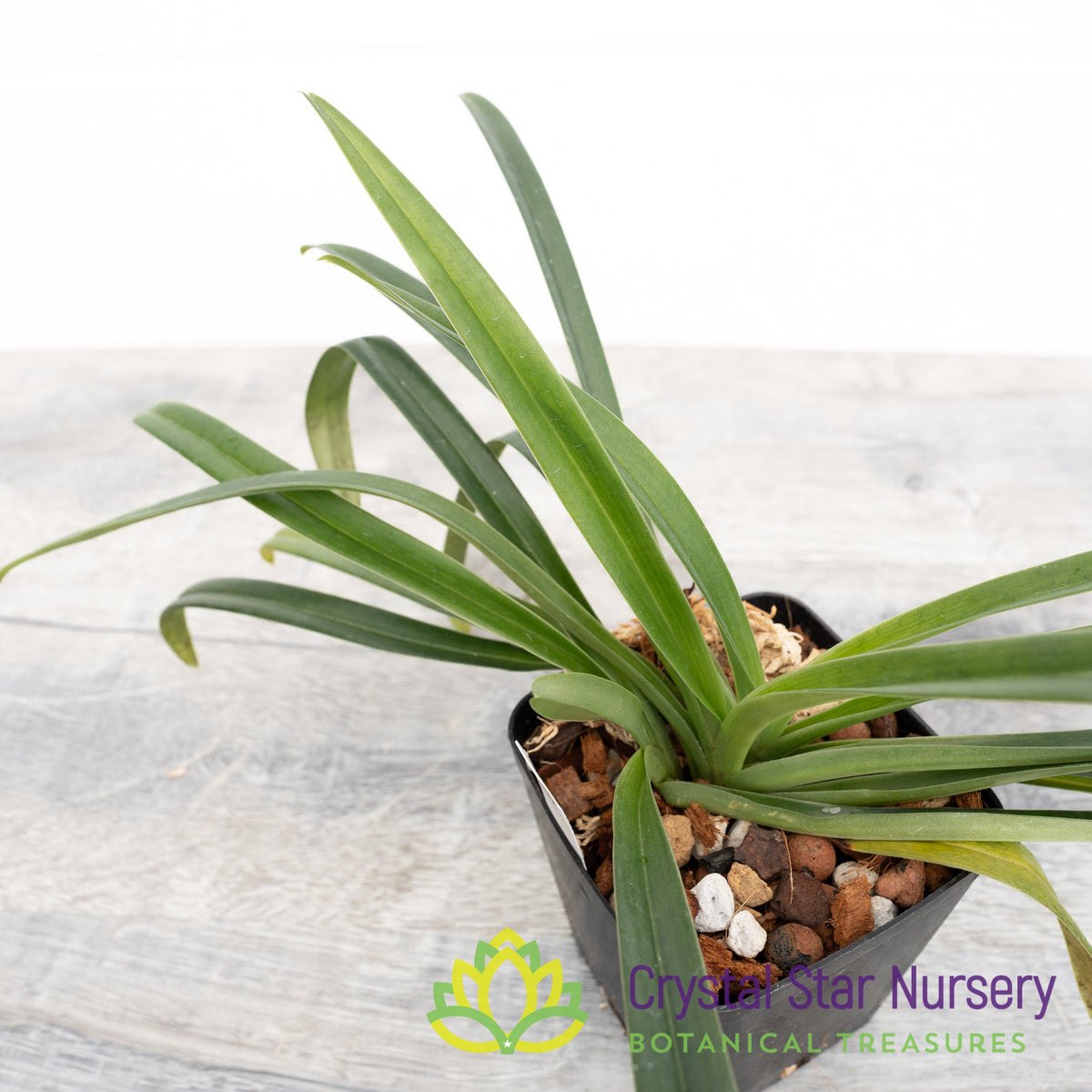 Paphiopedilum Esquirolei &#39;Co1&#39; x self (15ESQ338)