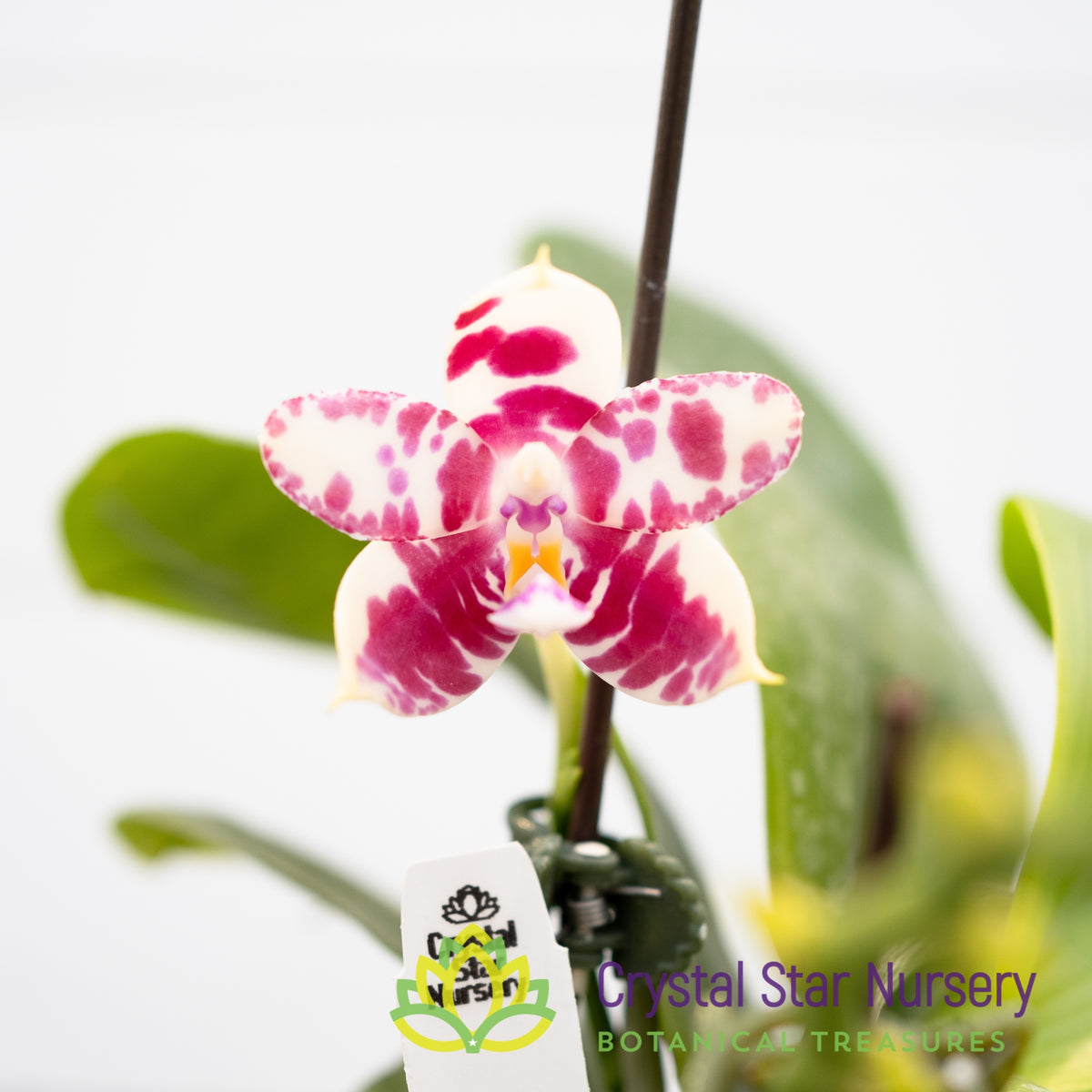 Phalaenopsis KS Super Zebra &#39;Victory&#39;