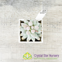 Pachyphytum Baby Finger