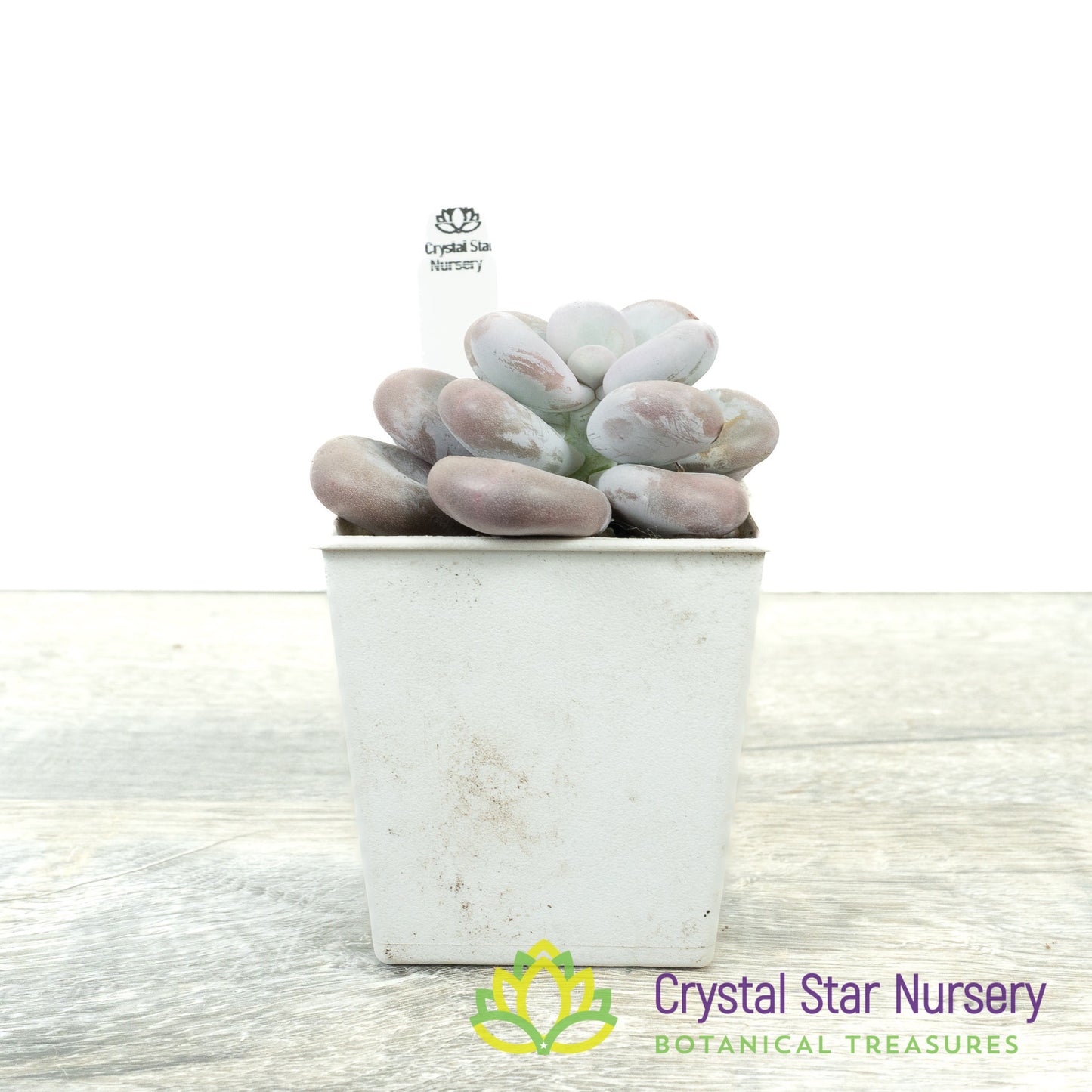 Pachyphytum Cheese 奶酪/Nai Lao
