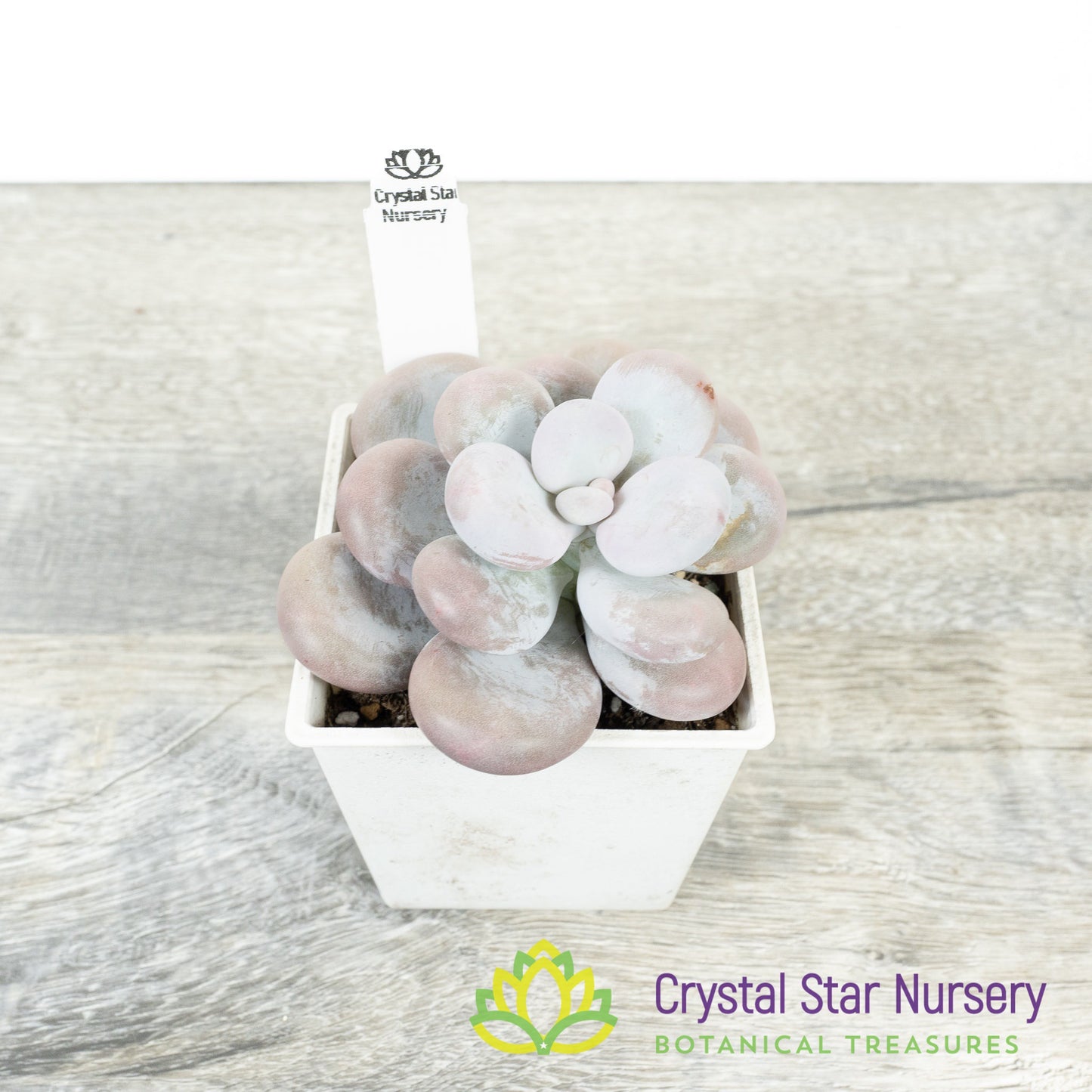 Pachyphytum Cheese 奶酪/Nai Lao