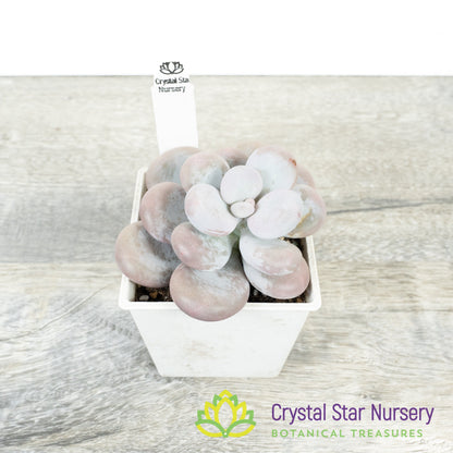 Pachyphytum Cheese 奶酪/Nai Lao