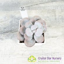 Pachyphytum Cheese 奶酪/Nai Lao
