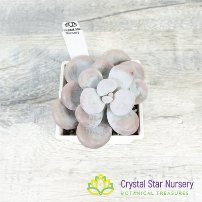 Pachyphytum Cheese 奶酪/Nai Lao