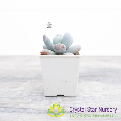 Pachyphytum Cuicatecanum