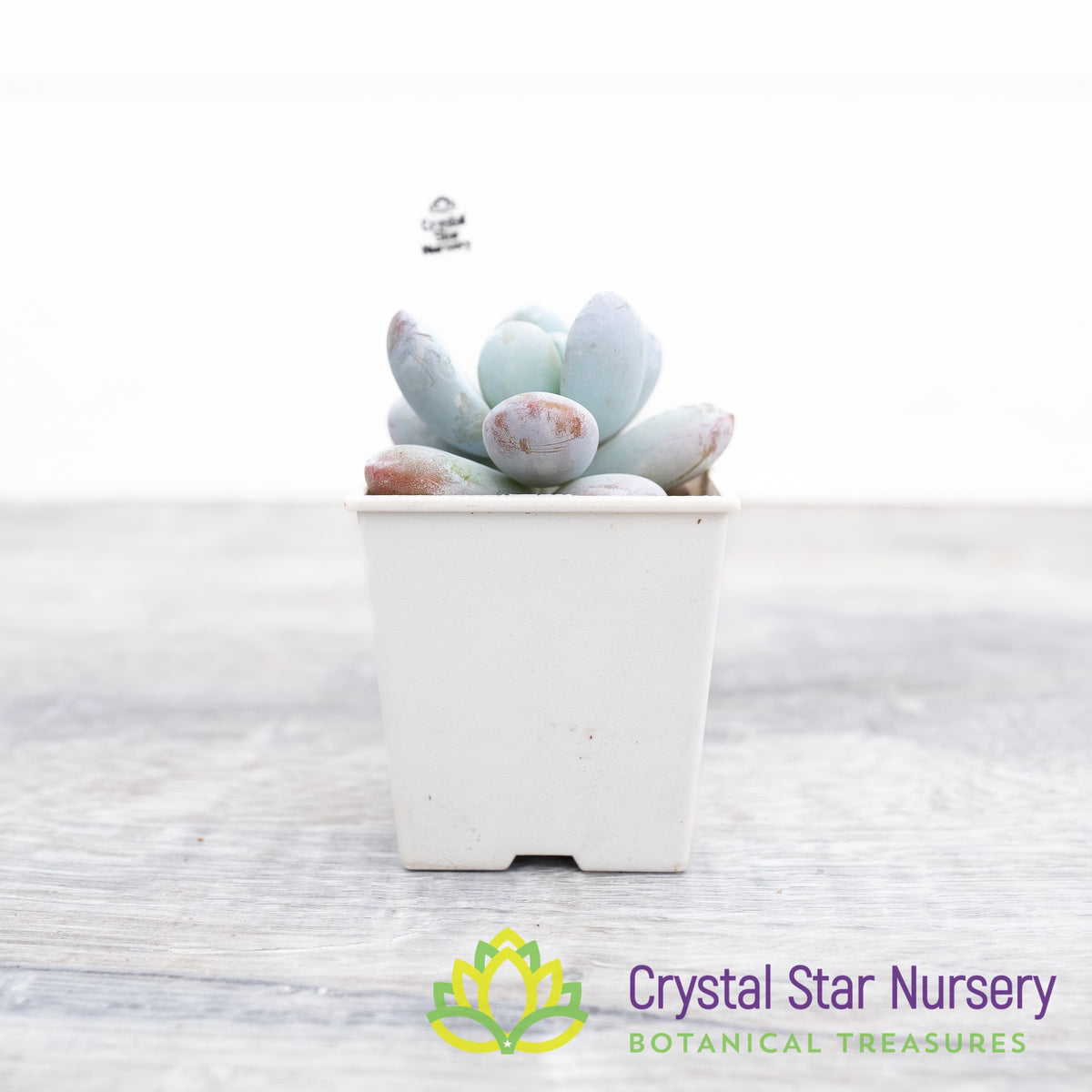 Pachyphytum Cuicatecanum