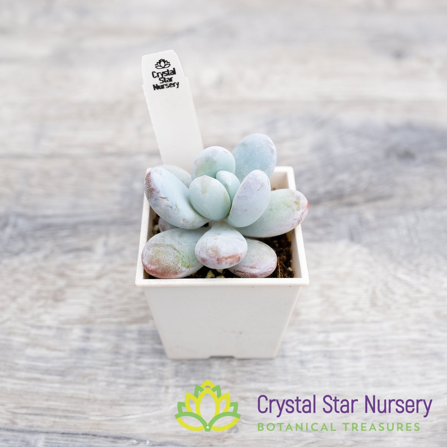 Pachyphytum Cuicatecanum