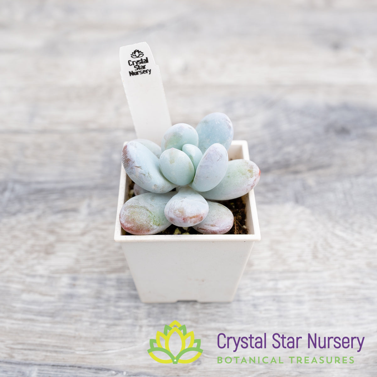 Pachyphytum Cuicatecanum