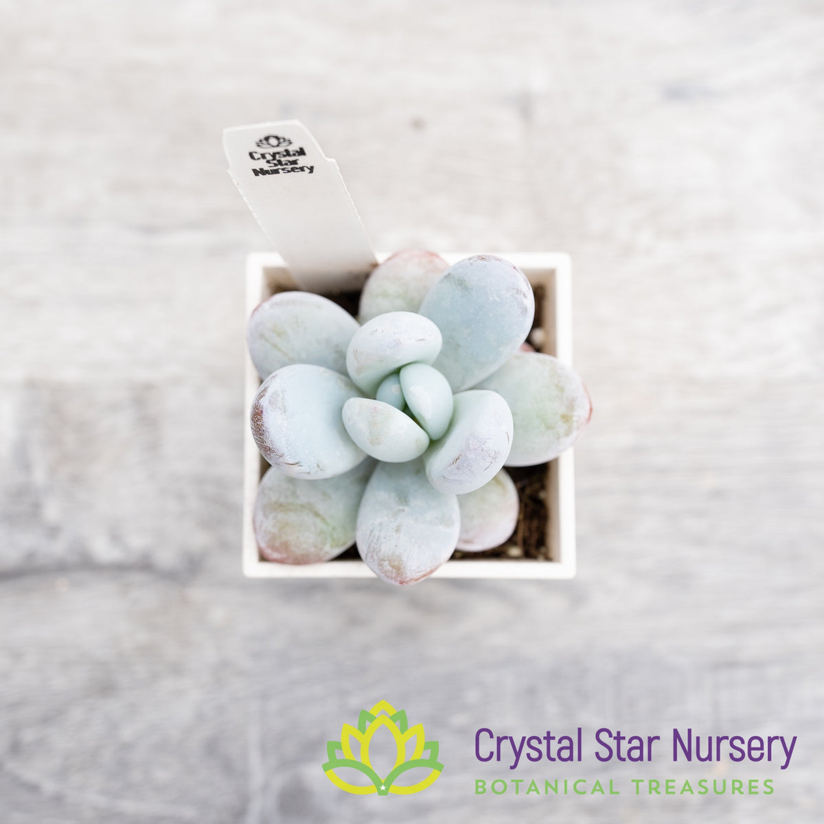 Pachyphytum Cuicatecanum
