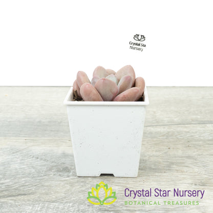 Pachyphytum Peach Cream 奶桃/Nai Tao (#1)