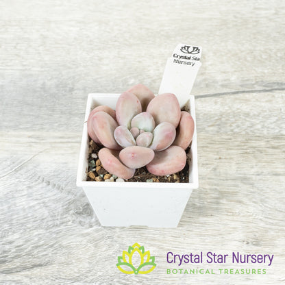Pachyphytum Peach Cream 奶桃/Nai Tao (#1)