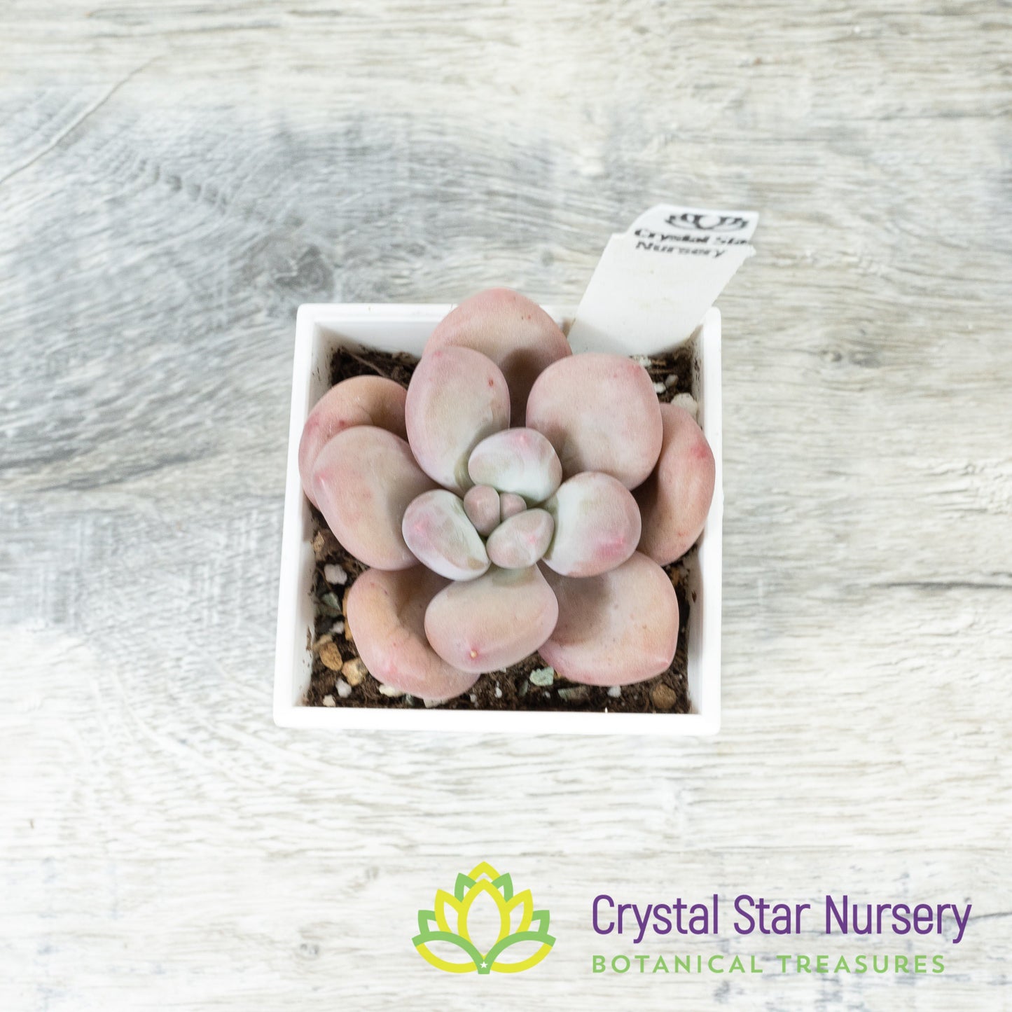 Pachyphytum Peach Cream 奶桃/Nai Tao (#1)
