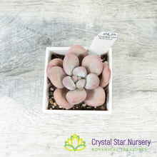 Pachyphytum Peach Cream 奶桃/Nai Tao (#1)