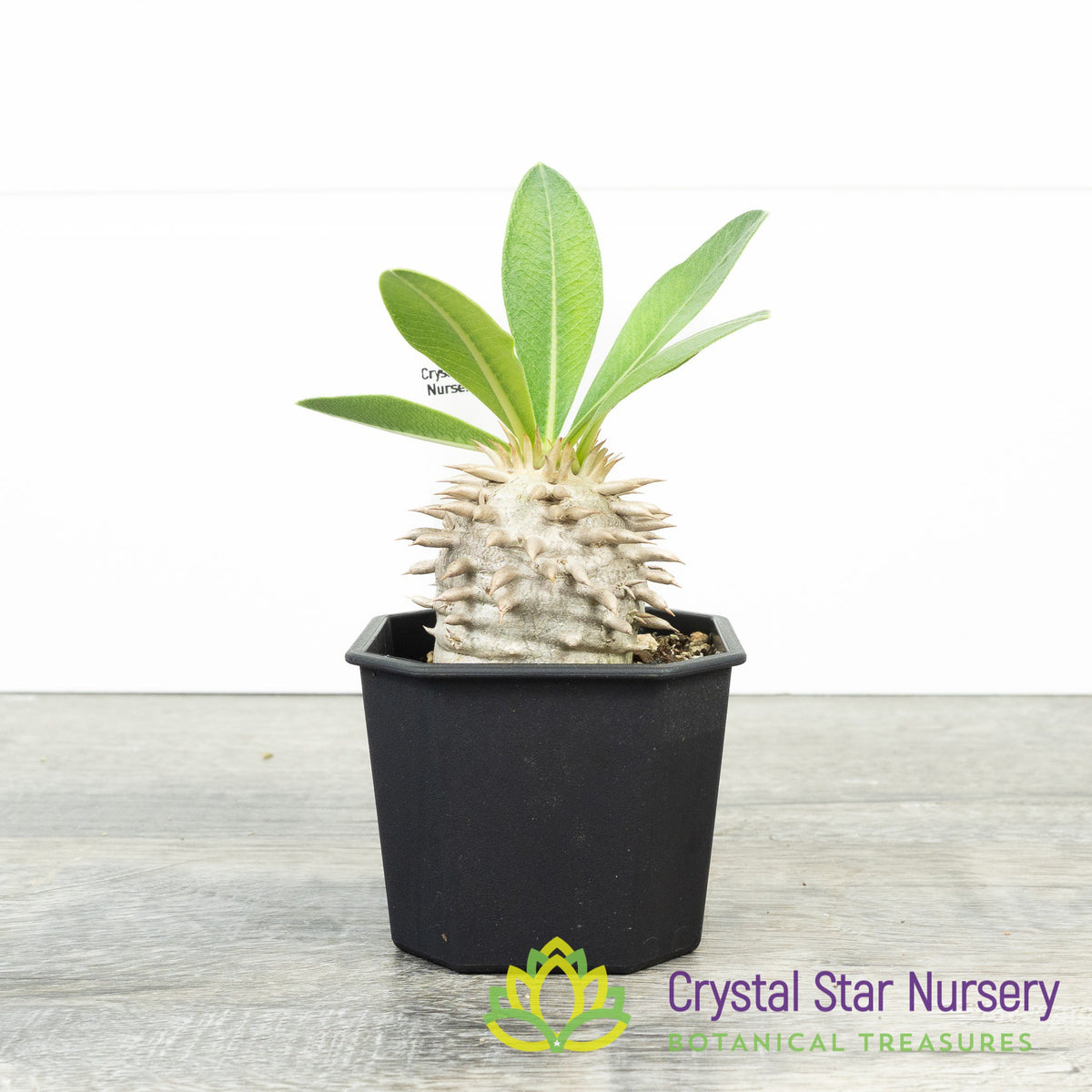 Pachypodium Brevicaule