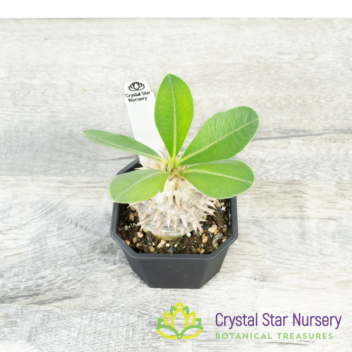 Pachypodium Brevicaule