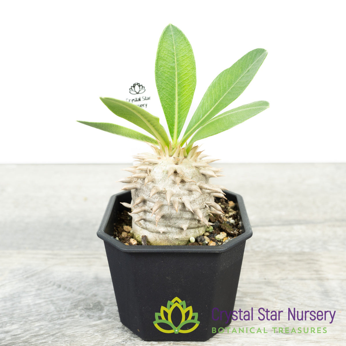 Pachypodium Brevicaule