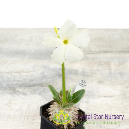 Pachypodium Eburneum