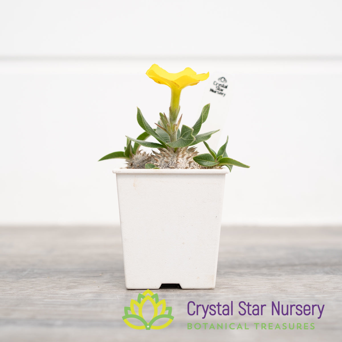 Pachypodium Eburneum