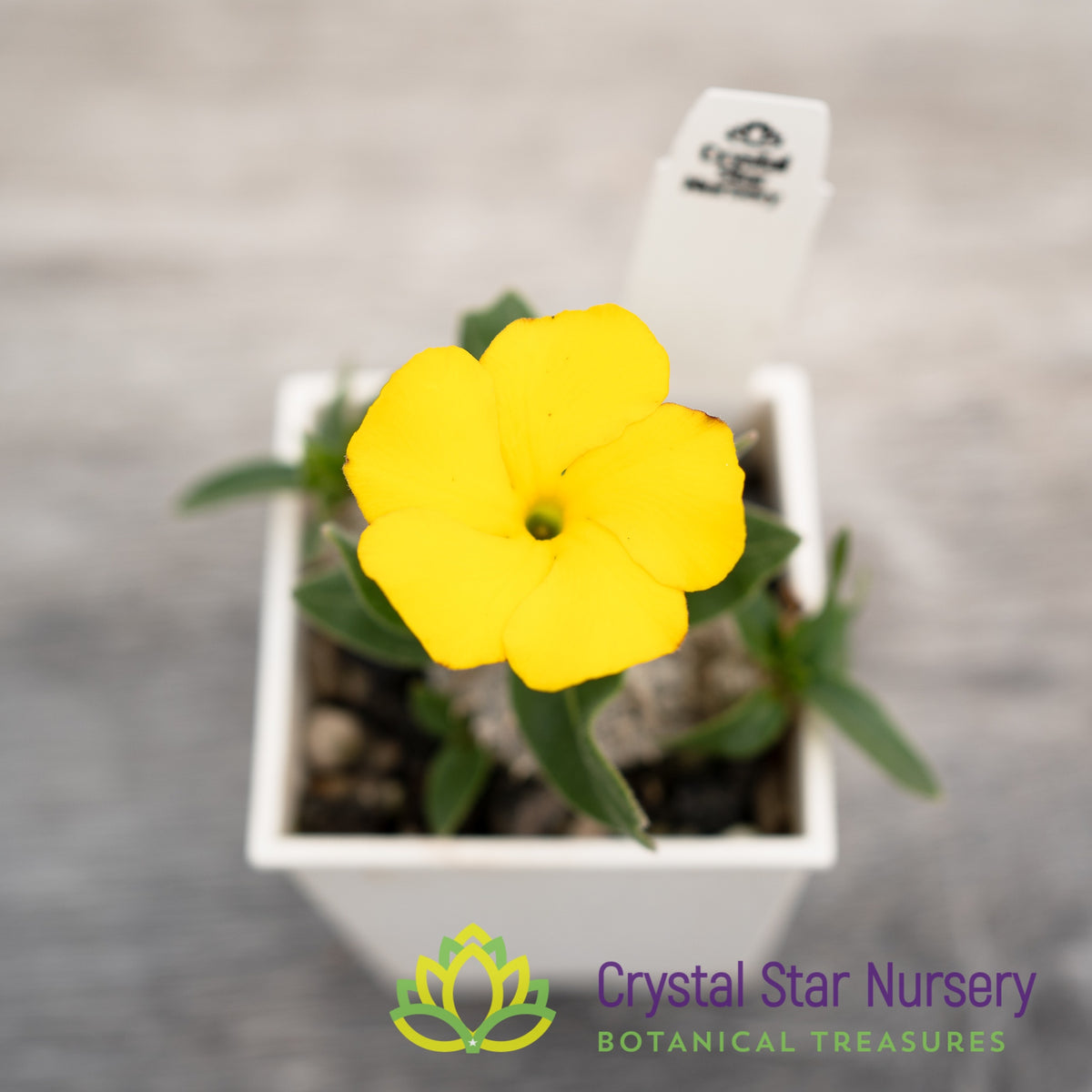 Pachypodium Eburneum