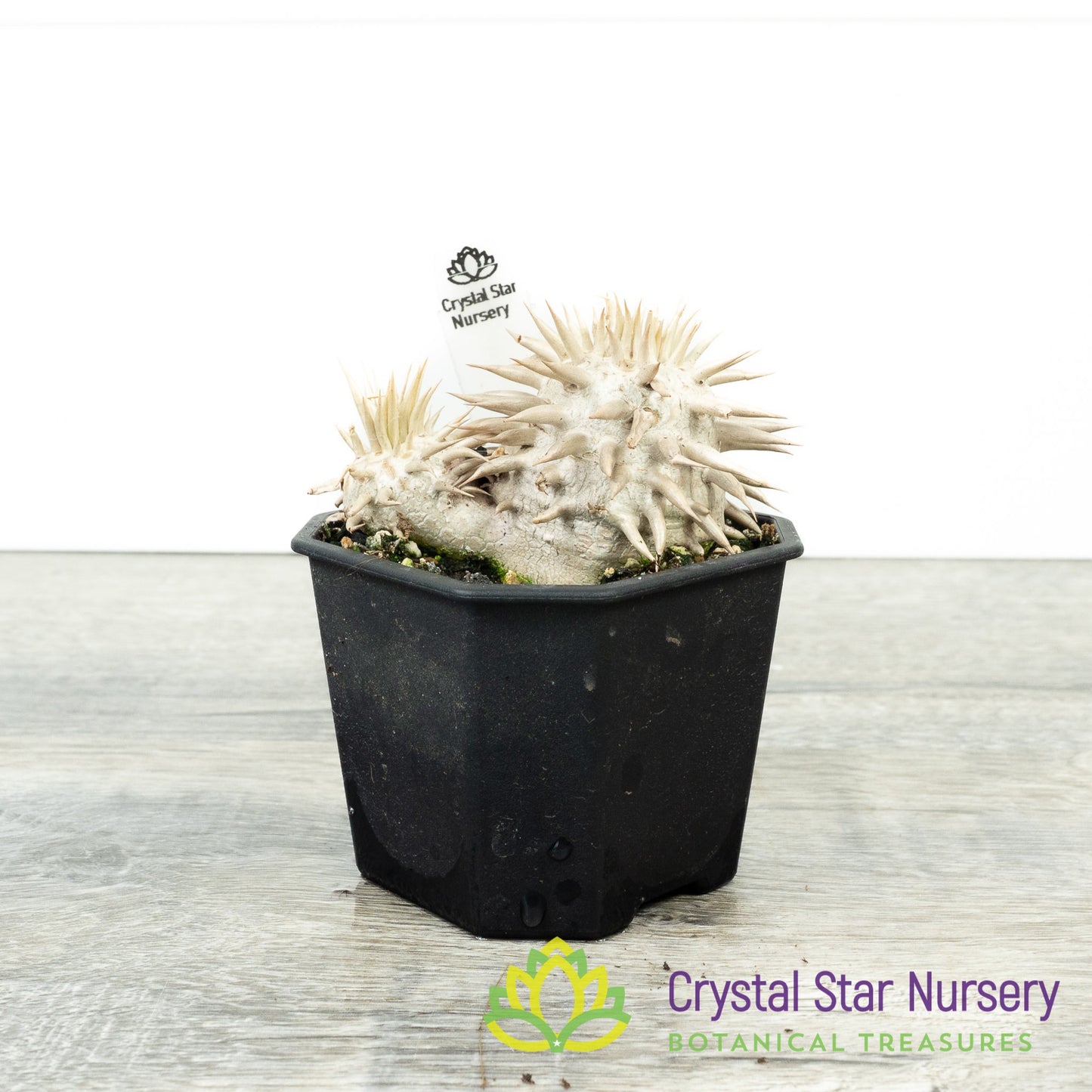 Pachypodium Eburneum