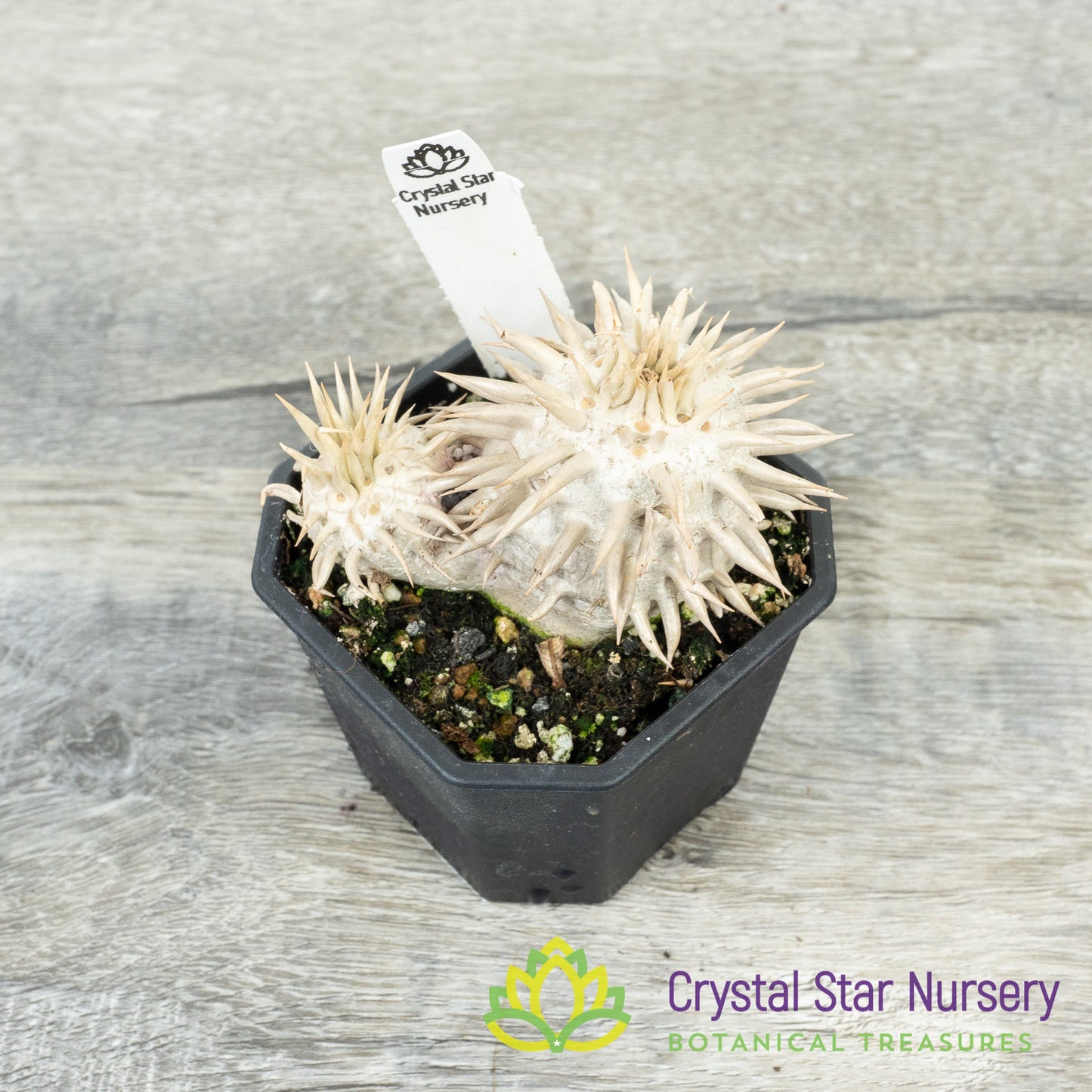 Pachypodium Eburneum