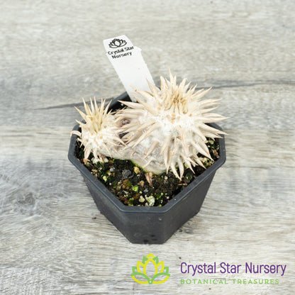 Pachypodium Eburneum